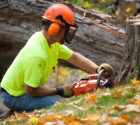 tree services Dundee